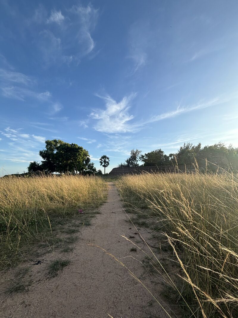 Dirt footpath cutting through tall grass toward a lone tree under a wide sky