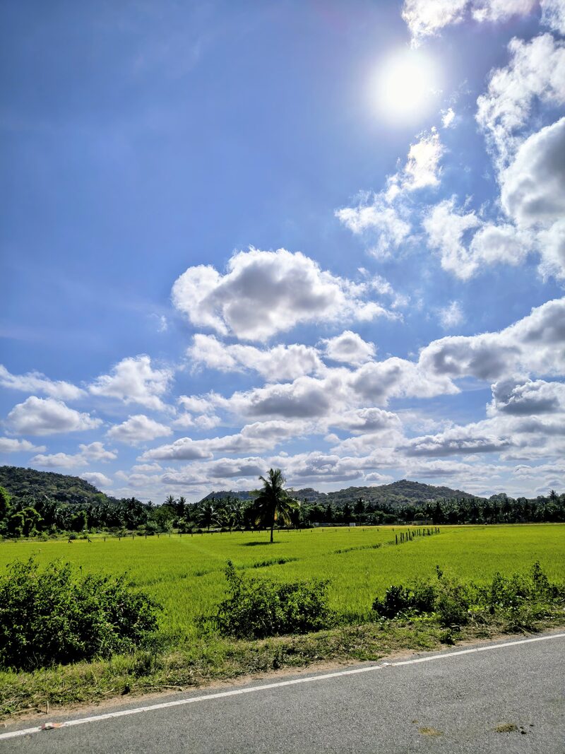 A single coconut palm standing in a bright green paddy field with hills behind