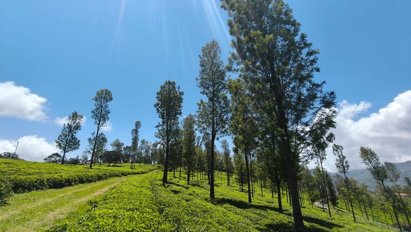Rows of tall silver oak trees standing over green tea slopes under a bright sky